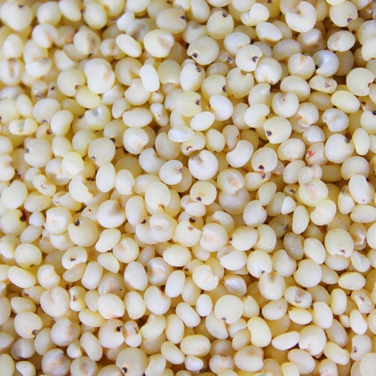 高粱 厂家直销 禅瑞祥小杂粮高粱米 健康无污染绿色食品高粱批发