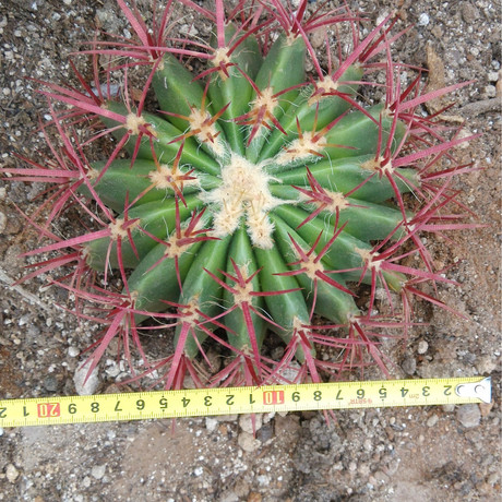 稀有品种红刺金琥红虎仙人球又称象牙球沙漠植物花卉植物批发植物