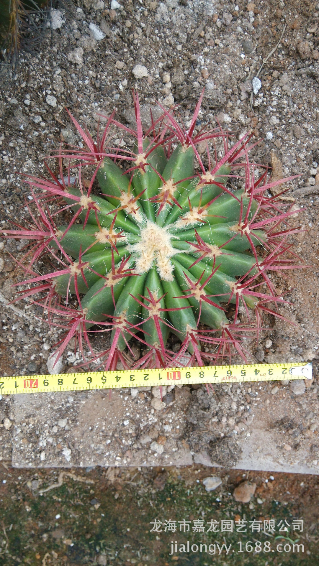 稀有品种红刺金琥红虎仙人球又称象牙球沙漠植物花卉植物批发植物