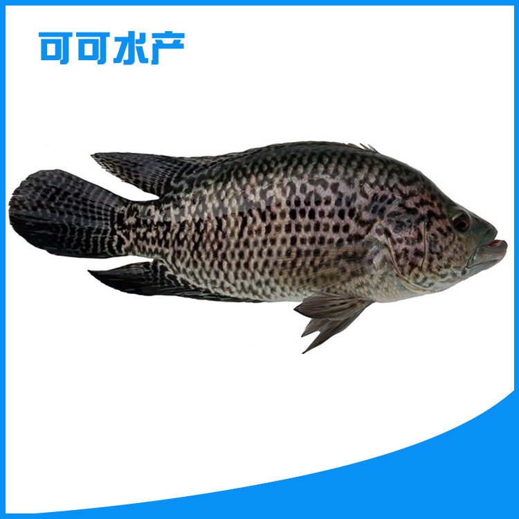 d 石斑鱼 \/font 鱼 font color=red 苗 \/font 花斑鱼