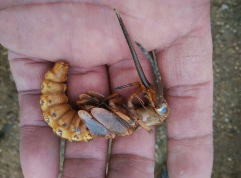 爬沙虫工厂化生产蛹羽化成虫野外采卵孵化幼虫养殖技术49800.00