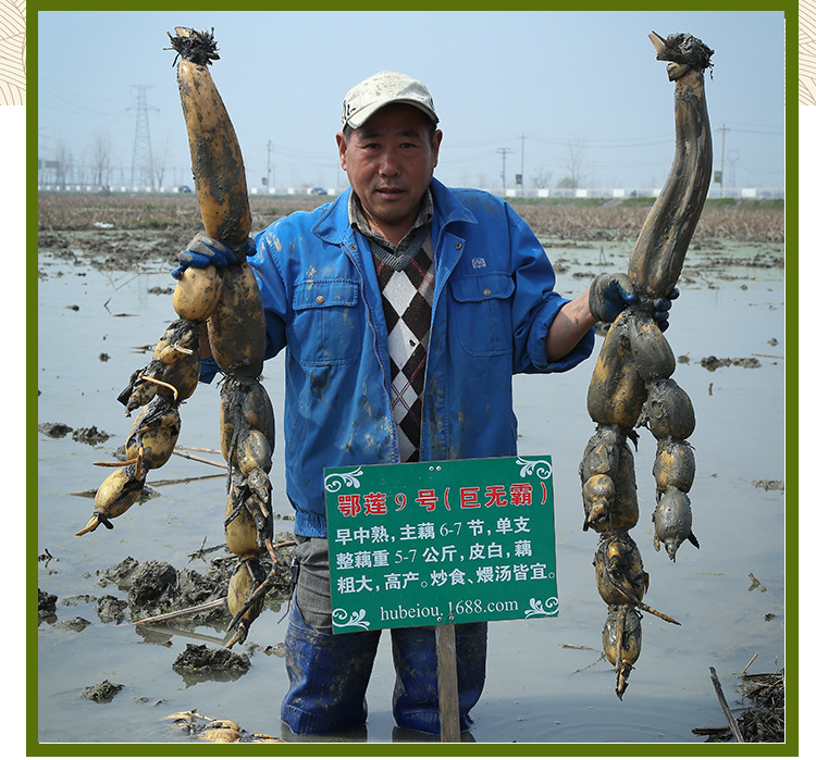 第二代鄂莲9号巨无霸原种高产藕种分支