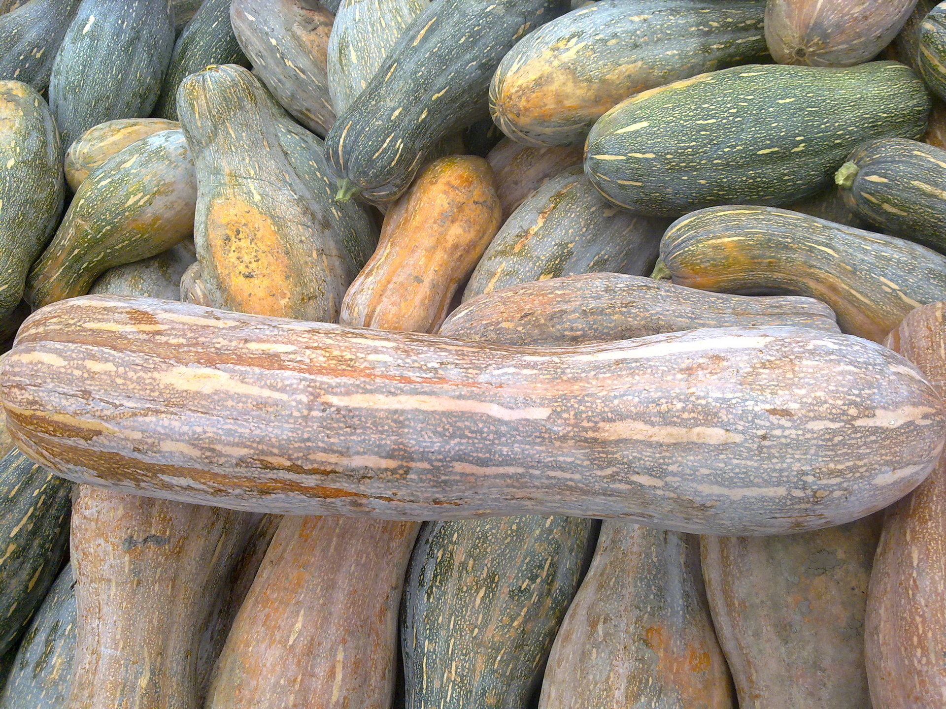 天然南瓜 生态环保 无公害无污染 新鲜蔬菜