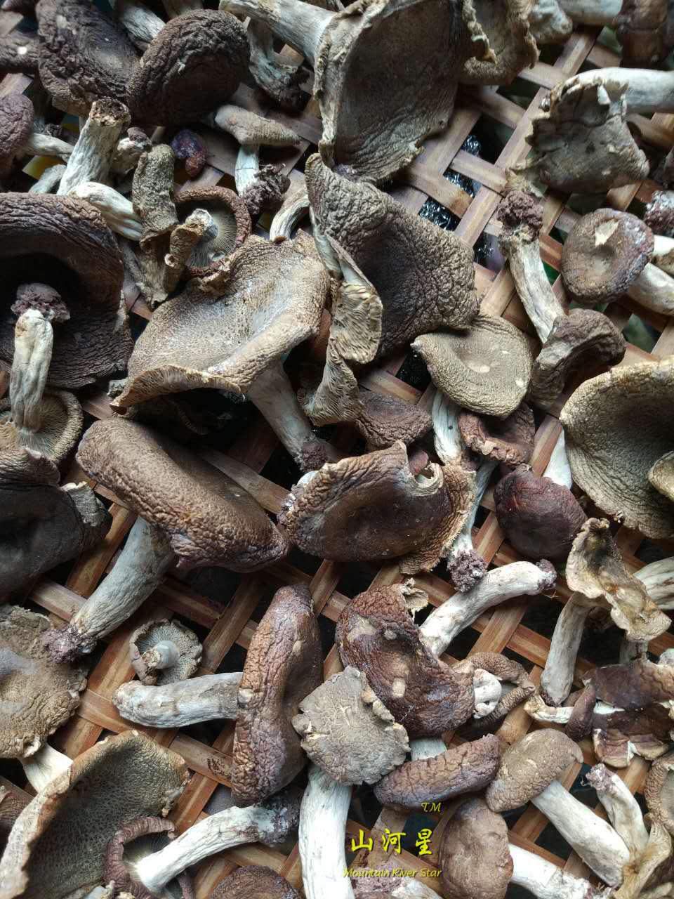 山河星青面梨菇杂菇泥菇干货纯天然野生食用菌蘑菇闽西北三明清流