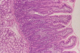 显微镜标本组织类切片十二指肠横切染色均匀易观察高等院校专用