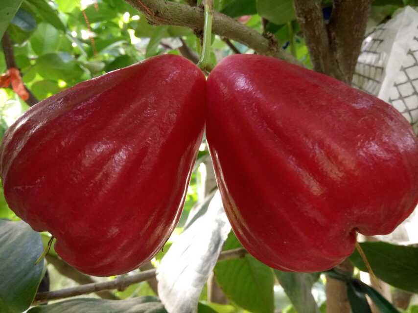 color=red>热带 /font> font color=red>水果 /font> 大叶红莲雾 font