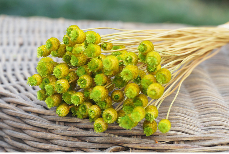 快乐花 巴西小干花植物干花批发插花花艺手工diy花材拍照道具