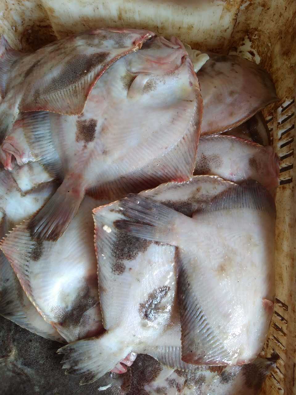 供应 多宝鱼 菱鲆鱼 冰鲜鱼类海鲜批发