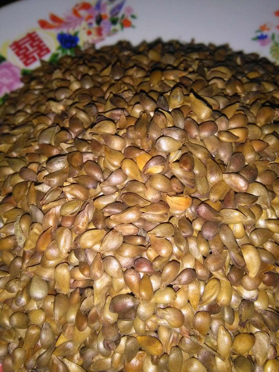 供应海棠种子 西府海棠 北美海棠 垂丝海棠种子批发 质量保证