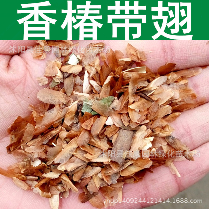 林木种子 香椿种子 香椿树种子 香椿带翅种子 1件=1斤-阿里巴巴