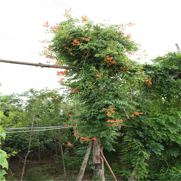 基地长期大量供应凌霄树 一级绿化苗凌霄树苗 规格齐全凌霄 包活
