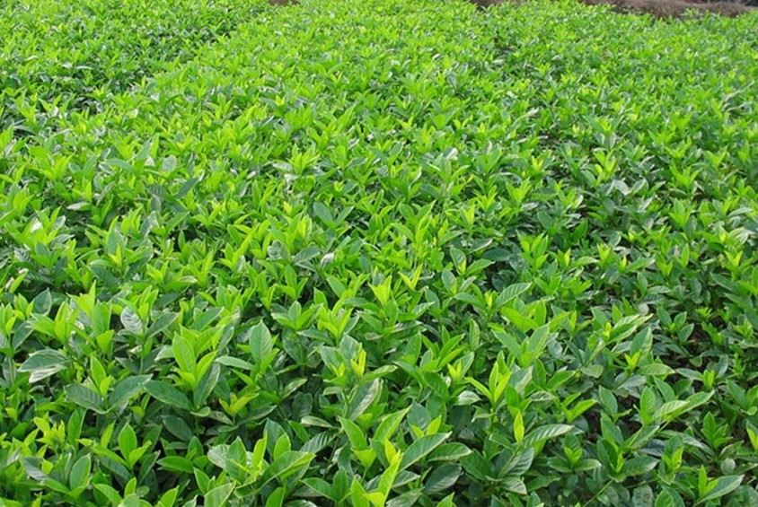 扦插苗栀子花-扦插苗栀子花厂家,品牌,图片,热帖-阿里巴巴