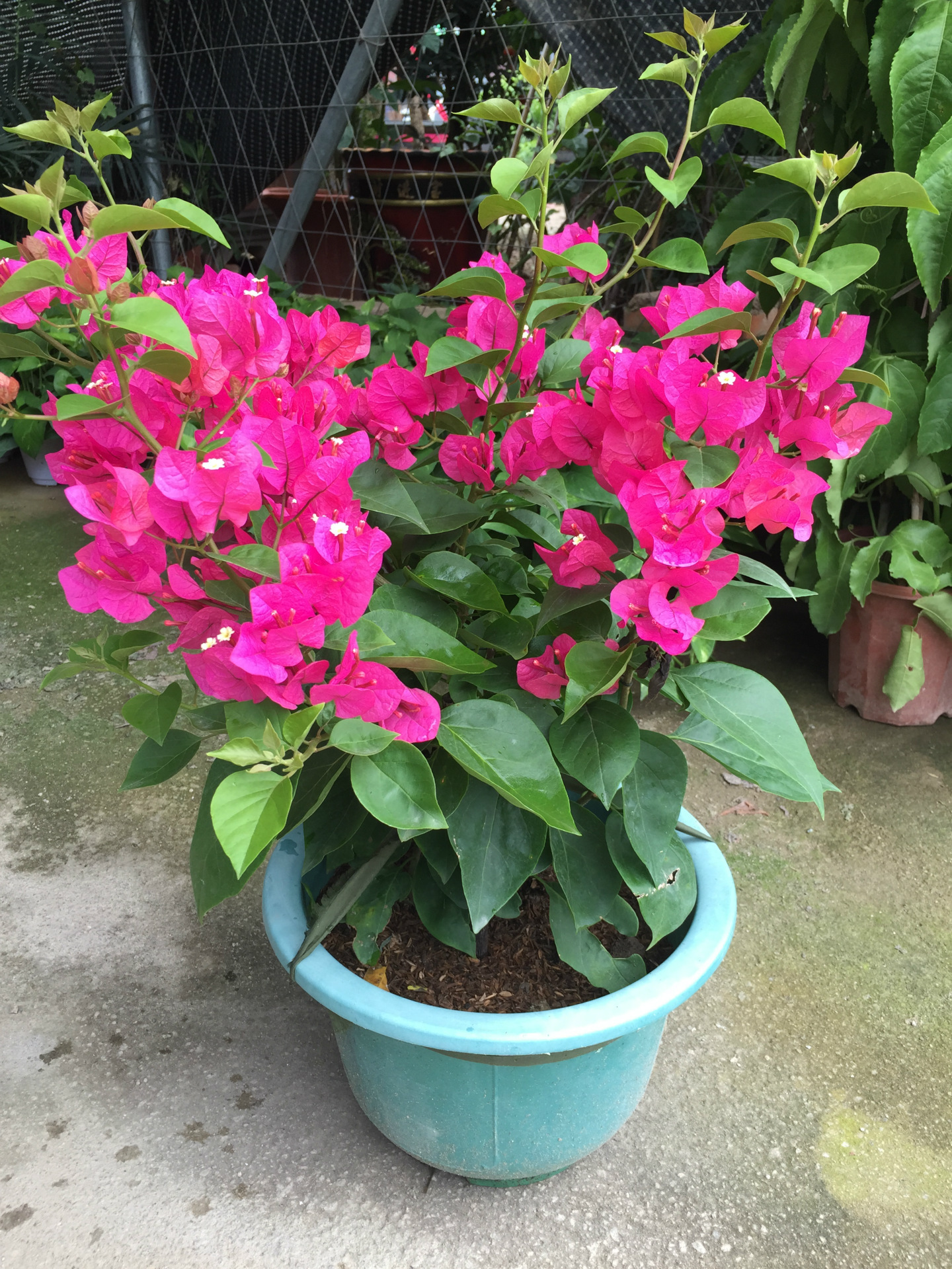 供应:批发福建三角梅 造型盆景1-5米 盆栽苗 自产自销 出口