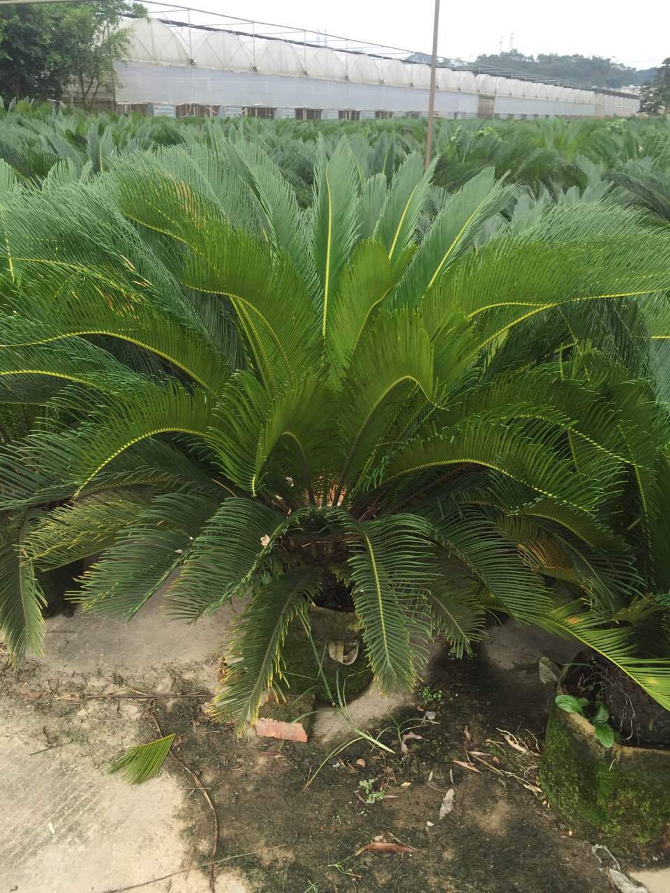 园林绿化苗木铁树四季常青盆栽苏铁然盆景花卉丛生棕榈型植物