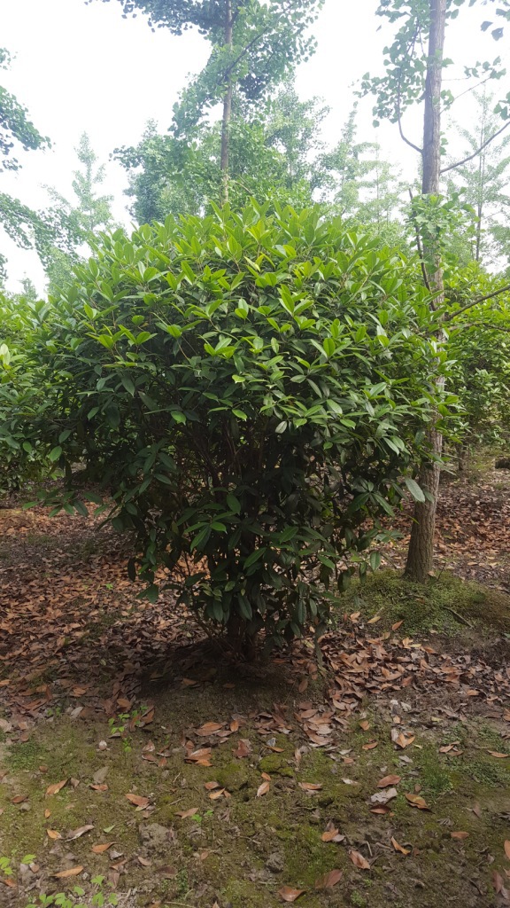 地笼桂花树八月桂笼子高度153米自产自销上千株