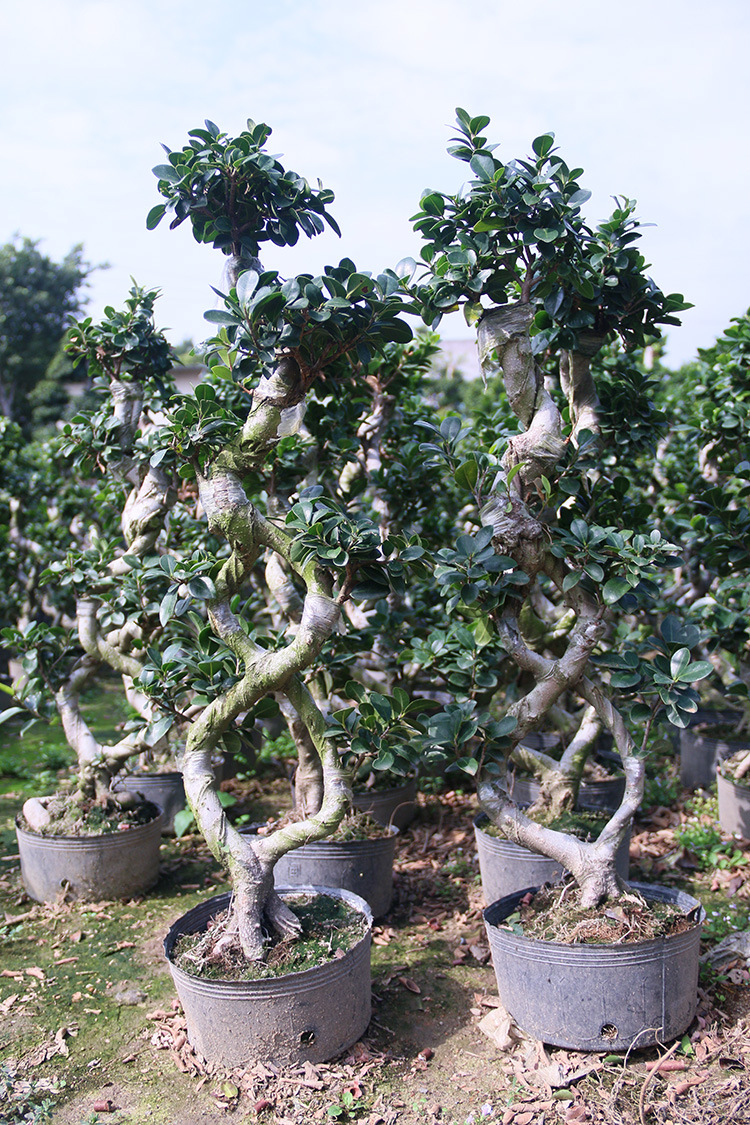 富坤园艺 室内小型盆景小叶榕树盆栽微型办公室绿色植物基地直销