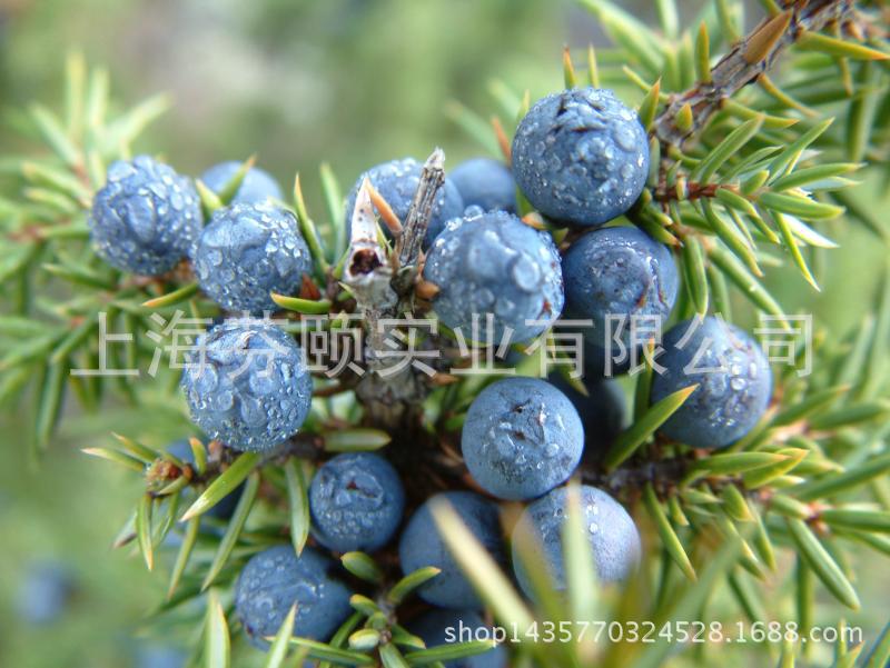 杜松纯露 可收敛油性皮肤的毛孔 各类纯露专业供应 纯露原料批发