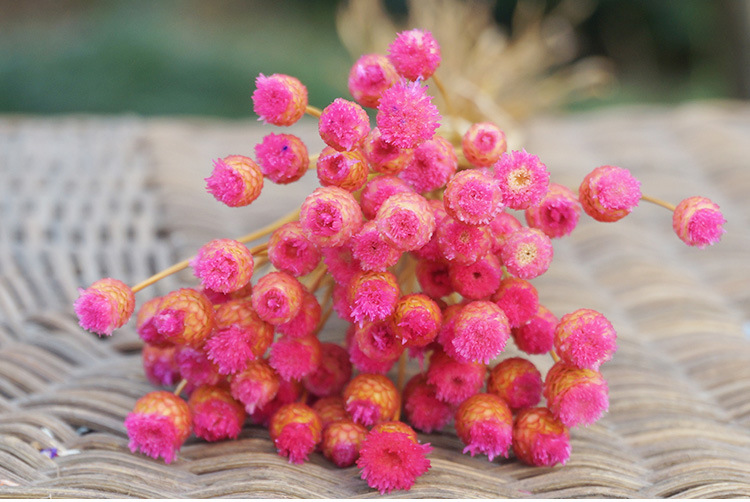 快乐花 巴西小干花植物干花批发插花花艺手工diy花材拍照道具