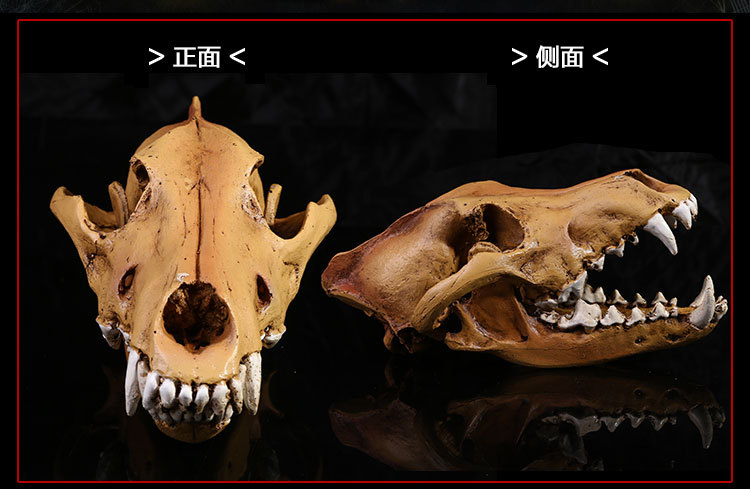 医学头骨 家居艺术摆件 树脂工艺品 1:1高仿真狼头骨模型
