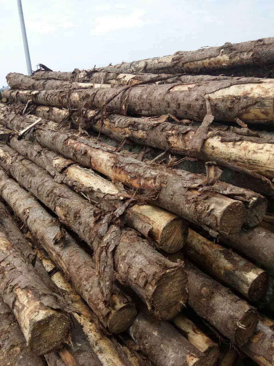 4米10-12的白松,用于河道护理,建筑打桩,包装箱厂等
