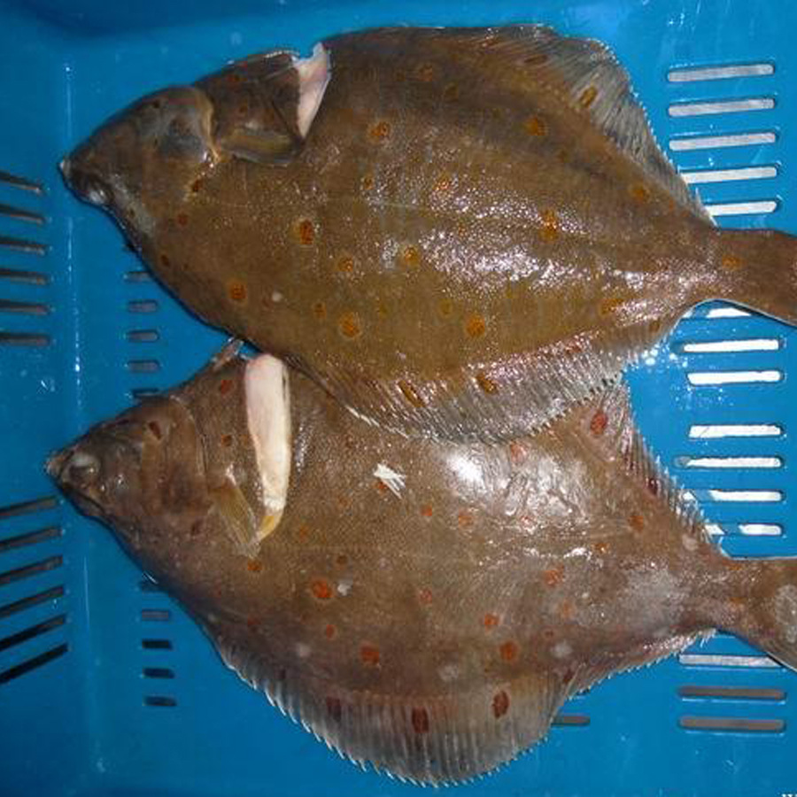 鱼佳人深海花斑鲽鱼6008008001000