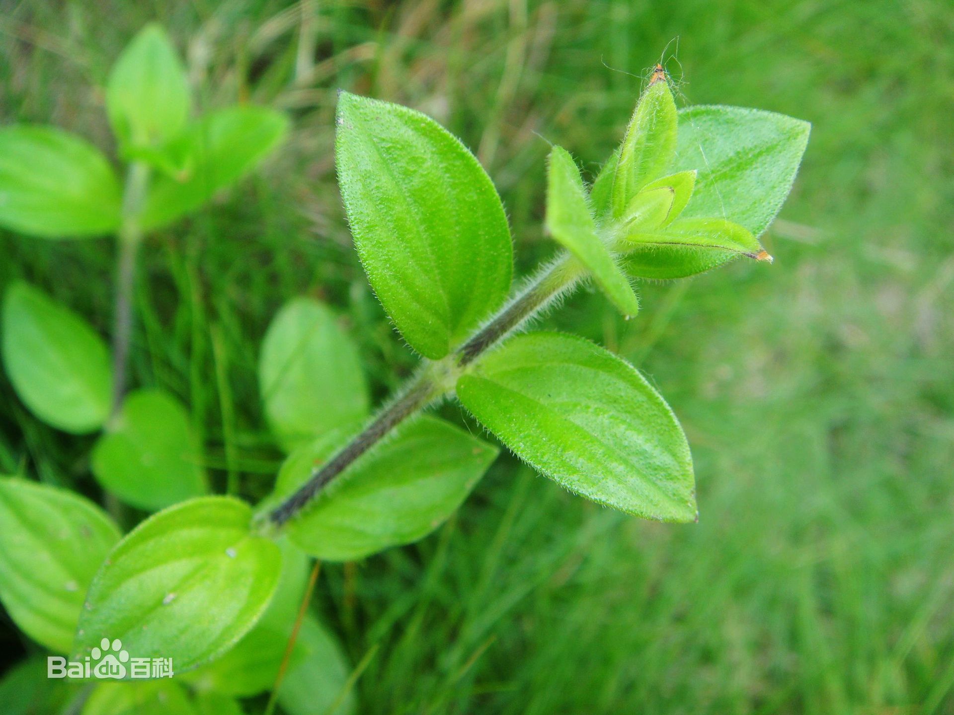 金毛耳草别名黄毛耳草落地蜈蚣敷地两耳草过路蜈蚣