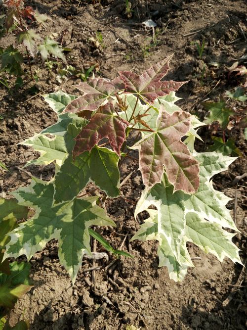 供应花叶复叶槭 金边复叶槭 银边复叶槭 耐寒耐旱