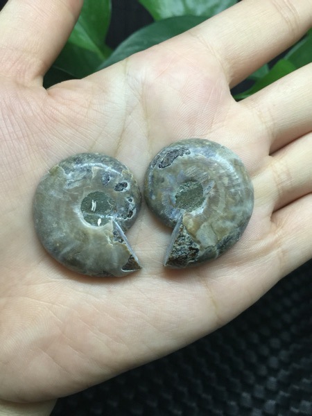 马达加斯加海螺化石小切片 开片螺 菊石 古生物化石 教学标本