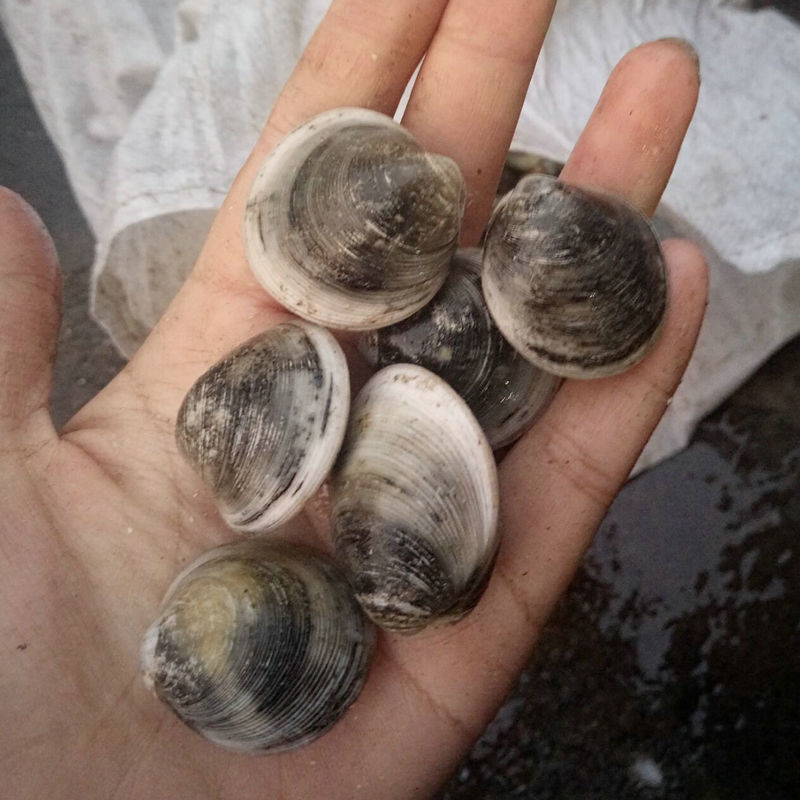 连云港海鲜水产产地直销 鲜活铁蛤 铁蛤 黑桃贝 蛤蜊鲜活批发-贝类