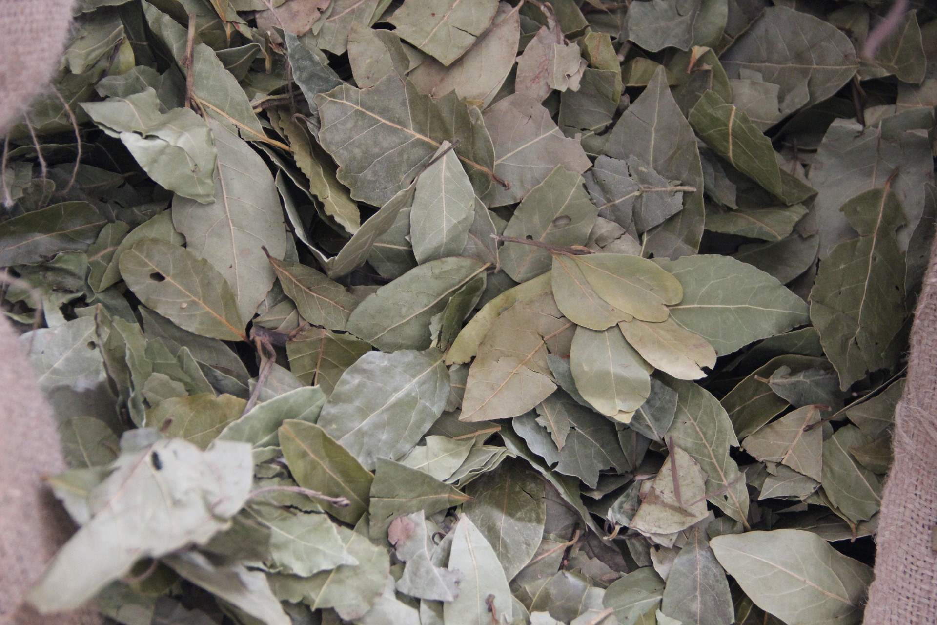 供应aa级优质 香叶 散装 月桂叶 调味香料 实体店一斤起批 - 食品饮料