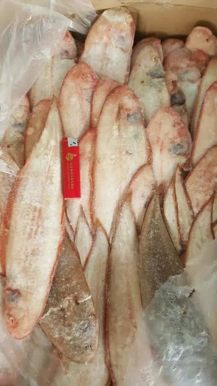 冷冻舌鳎鱼 冷冻鞋底鱼 舌头鱼 厂家直销 批发 丹东东港