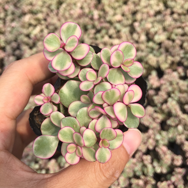 芊朵园艺 多肉植物 室内绿植 雅乐之舞 景观盆栽