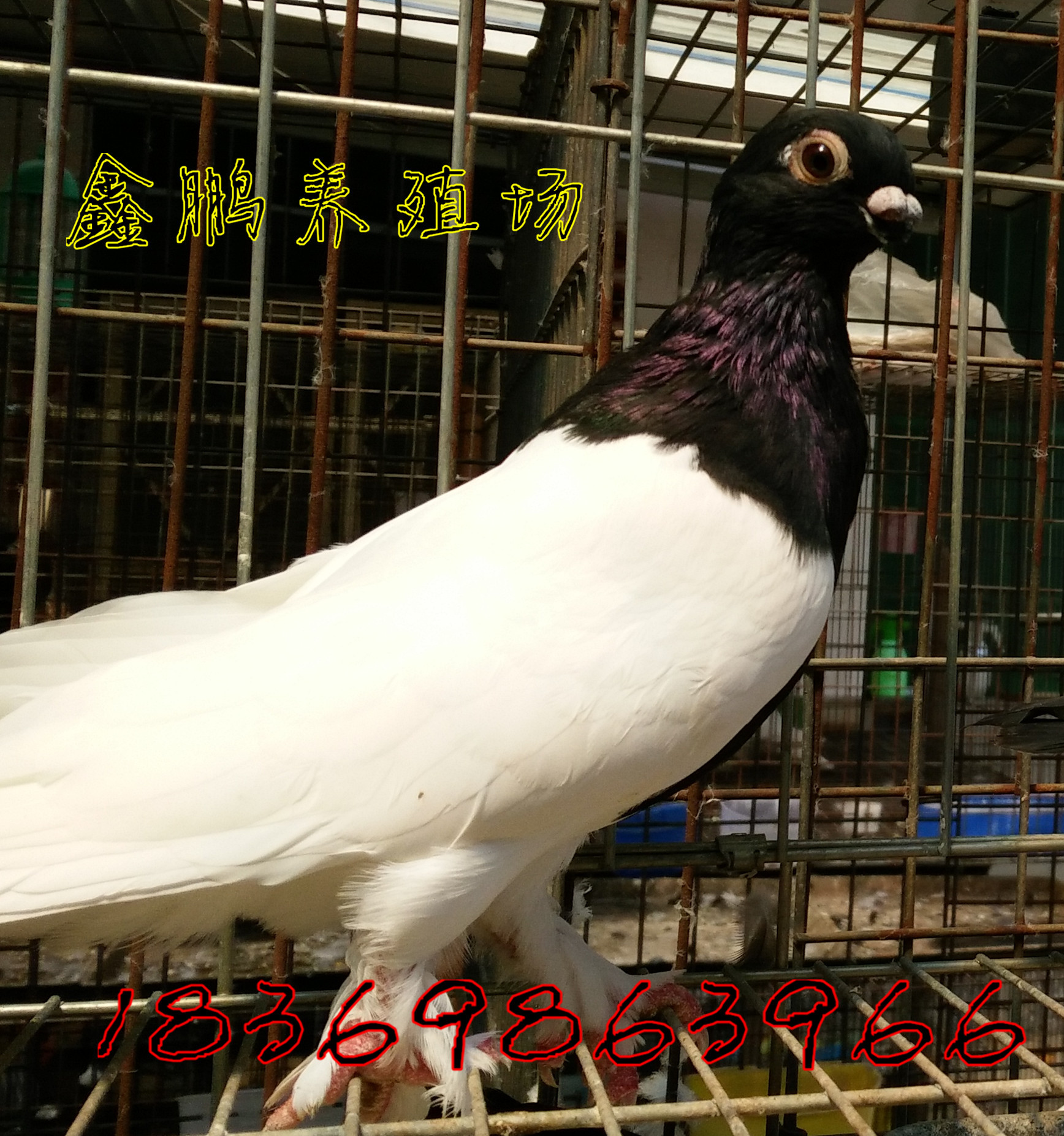 毛脚两头乌鸽子,白眼皮两头乌鸽子,两头乌鸽子价格图片