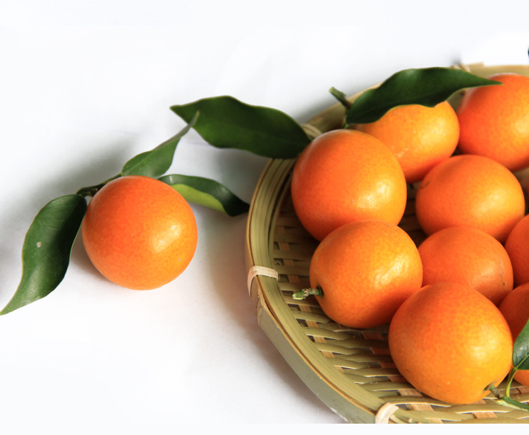 广西桂林阳朔金桔一级大果金桔新鲜水果精品金桔应