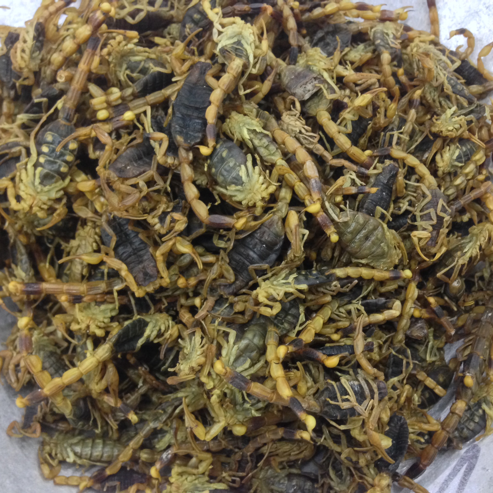 中药材批发蝎子 全虫 动物原药材纯野生全蝎 祛风湿镇头痛