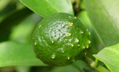 47%春雷·王铜 杀菌剂农药 100g/袋 量大优惠