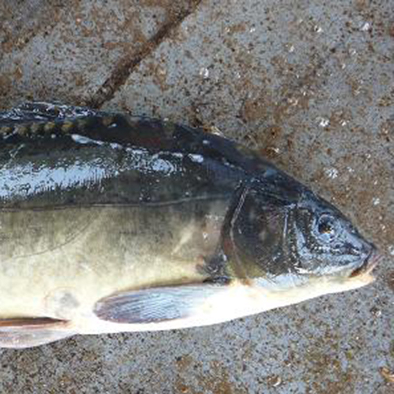 热销生态水产养殖鲜活镜鲤鱼淡水鱼类厂家批量直销