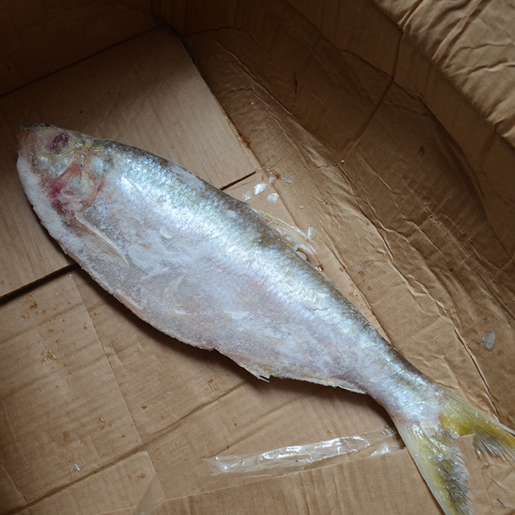电话询价 源头直供船冻优质巴西力鱼/相鱼 鳓鱼白鳞鱼全规格批发