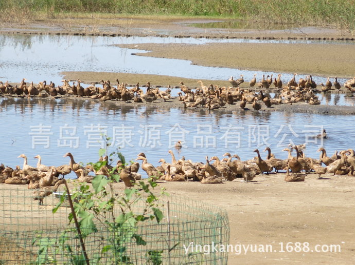 打针电视剧_打针电视剧供应商_打针电视剧批