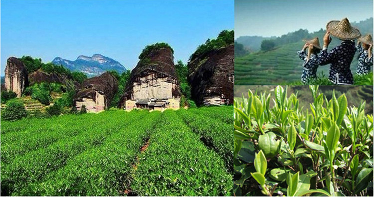 2016春茶单芽桐木关金骏眉红茶批发武夷山茶叶特级金俊眉500g包邮