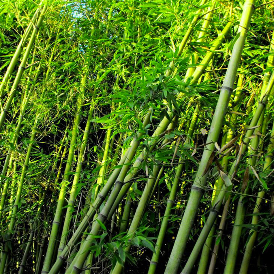 基地直销绿化苗竹子竹苗紫竹金镶玉竹工程用苗15米高