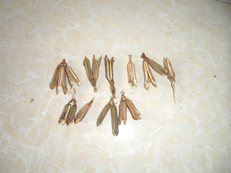 干花材料芝麻壳 农产品芝麻壳 干花工艺品