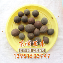 一斤番荔枝价格_最新一斤番荔枝价格\/批发报价