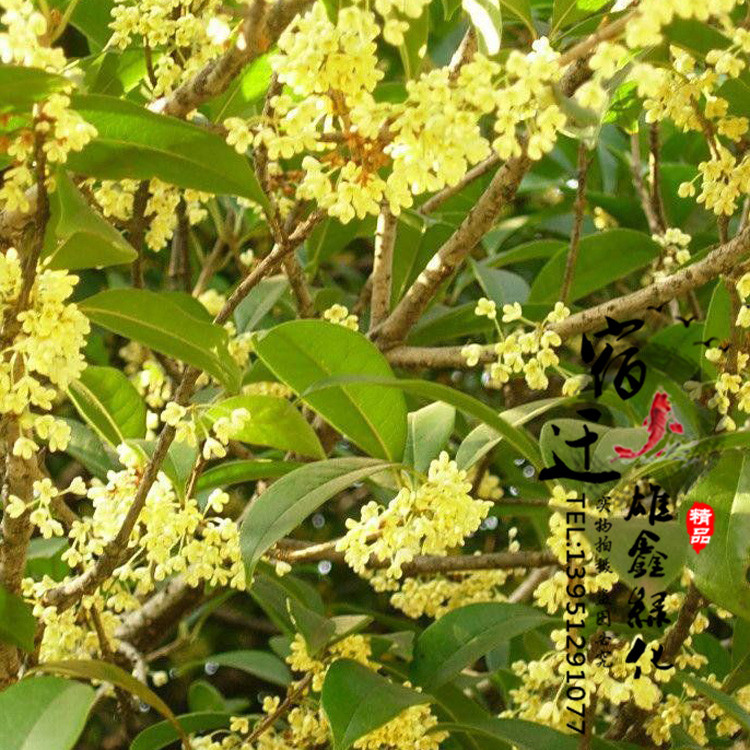 批发桂花树苗 桂花盆栽 八月桂 品种齐全 庭院观花植物 芳香植物