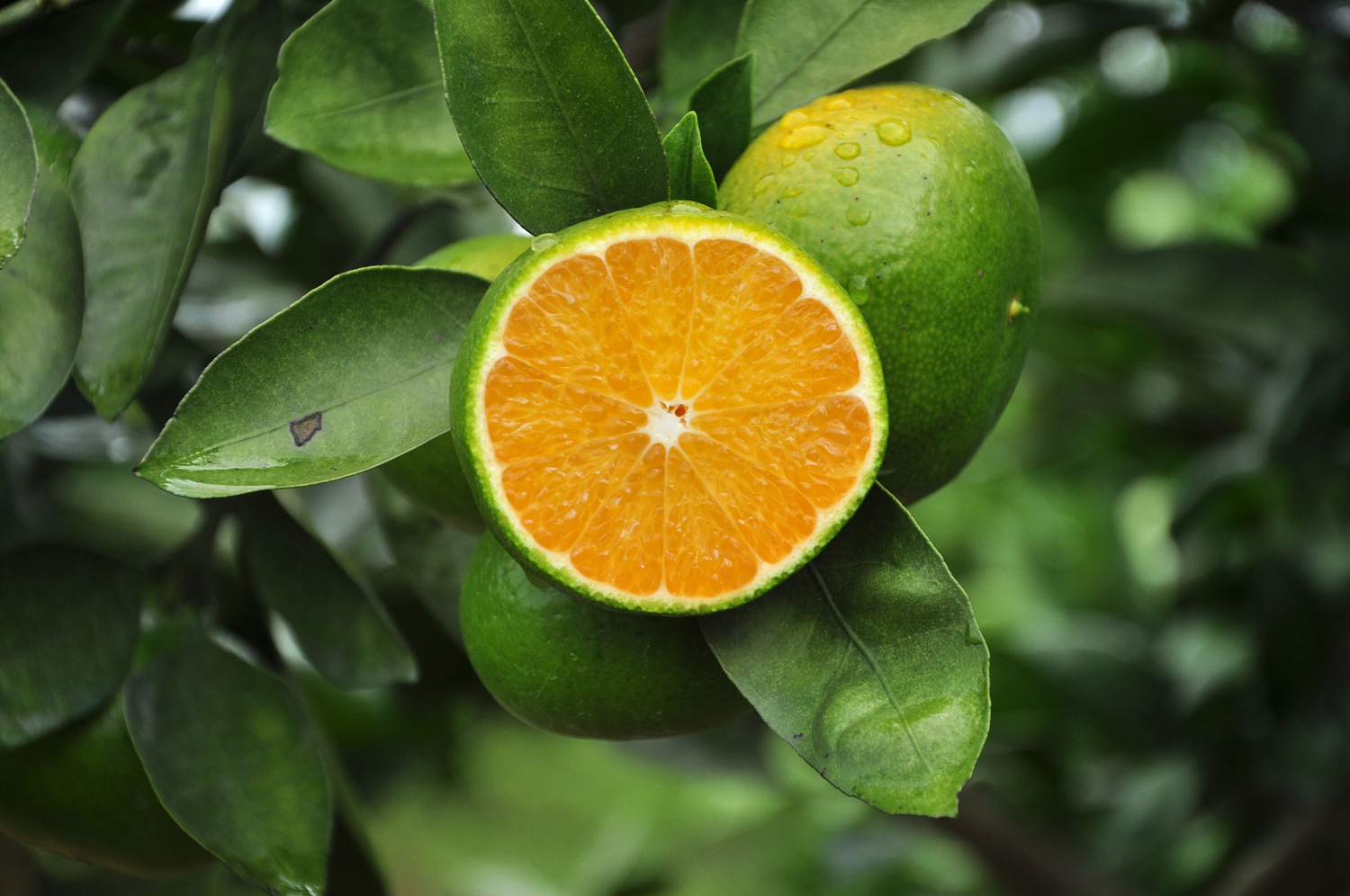 湖南江永回峰蜜桔寻乌蜜桔新鲜水果青皮桔子蜜橘子5斤采源宝货.