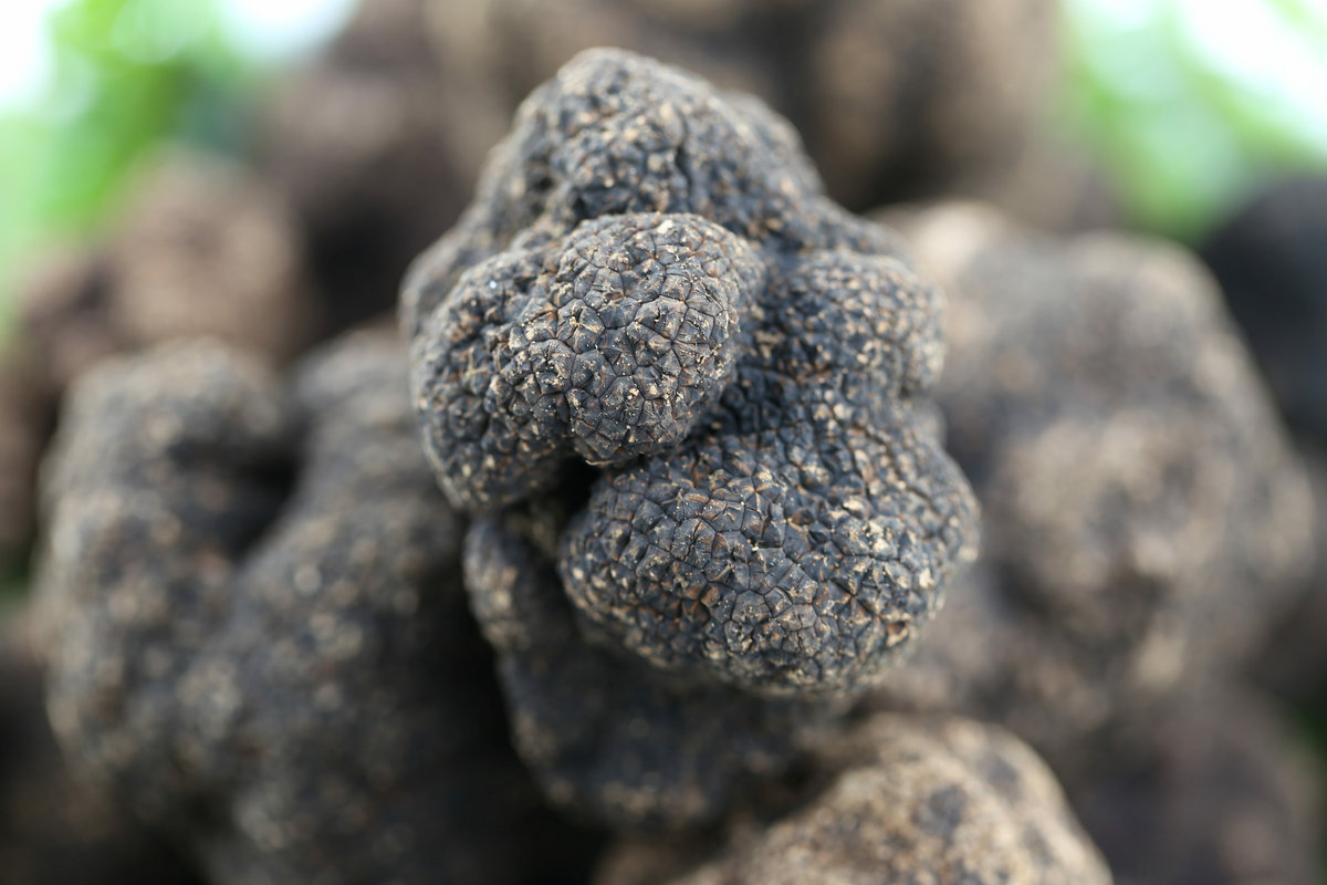 黑松露云南野生菌特级全成熟块菌猪拱菌500克也包邮