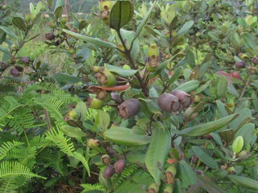 中药材桃金娘金丝桃山稔子岗稔山稔子果桃金娘批发