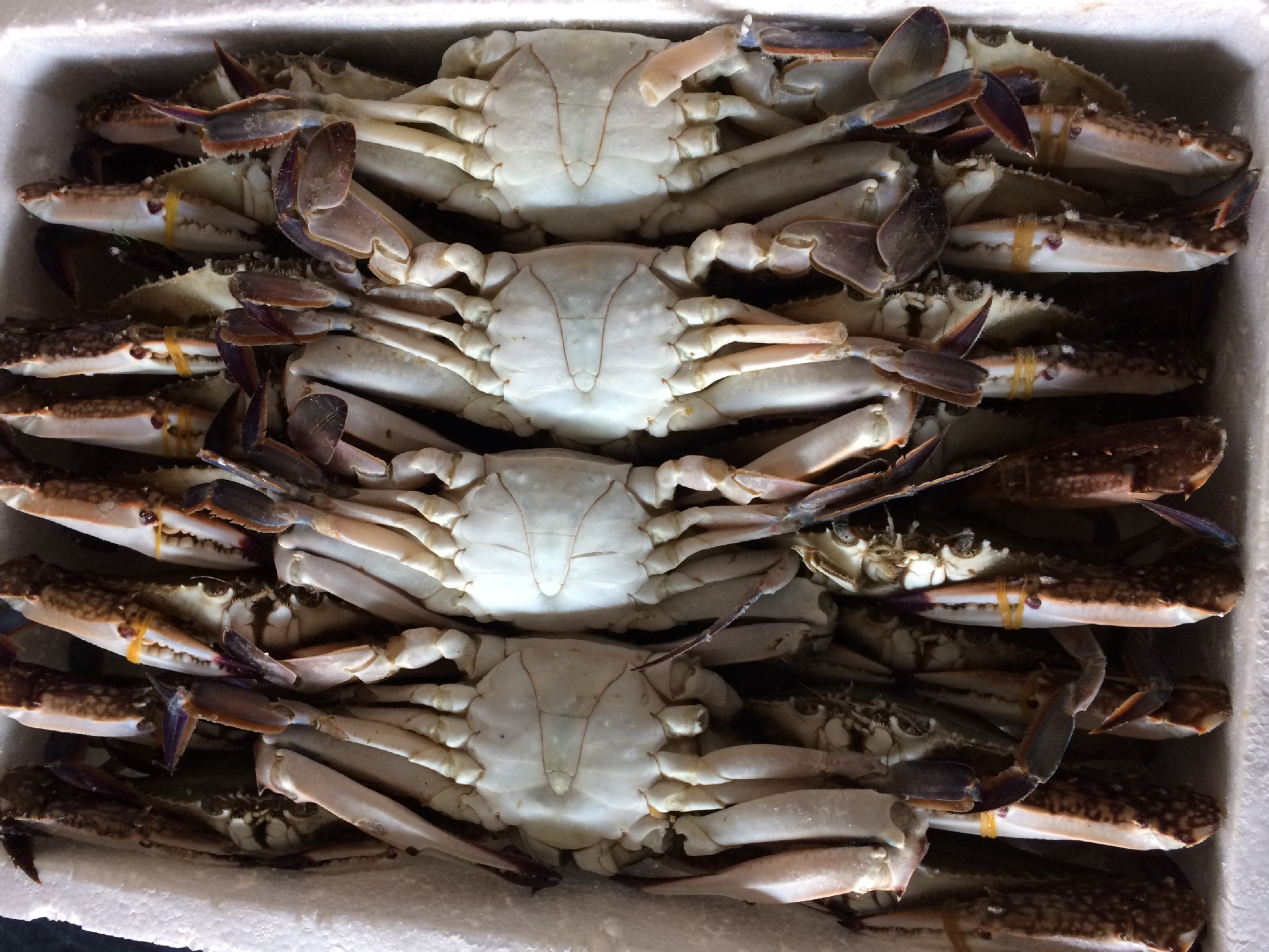 冷冻野生梭子蟹 冷冻海鲜食材批发 供应各类高档海鲜 150/200