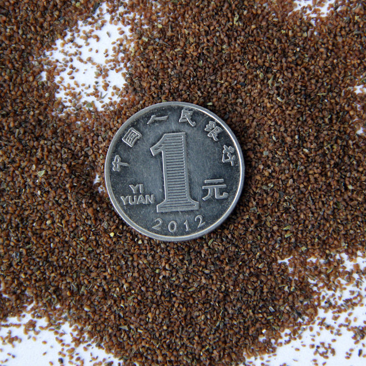 工程草花种植 草花种 优质婆婆纳 种子销售 花卉种子 婆婆