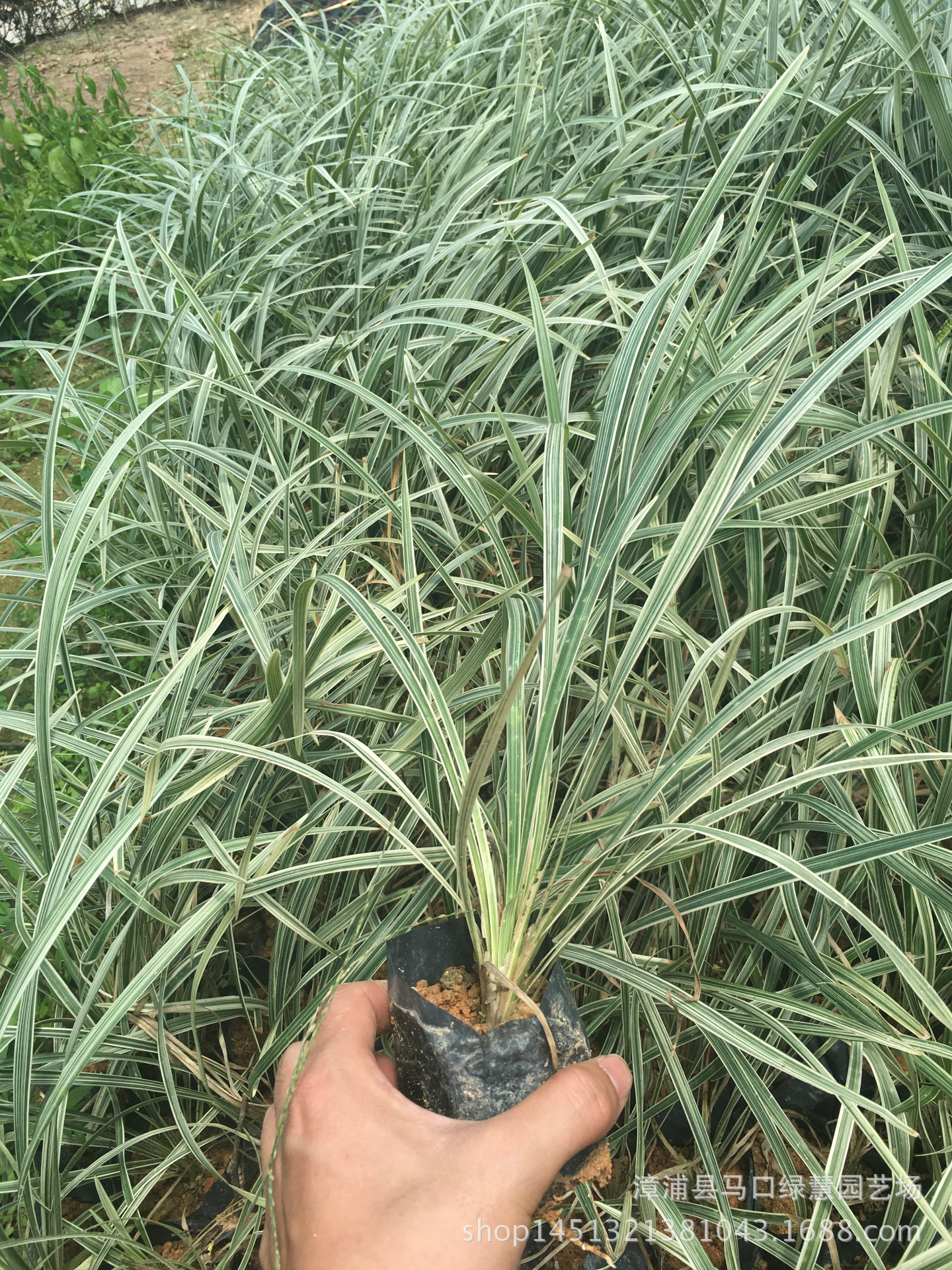 银边草别名